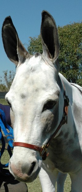 Donkey