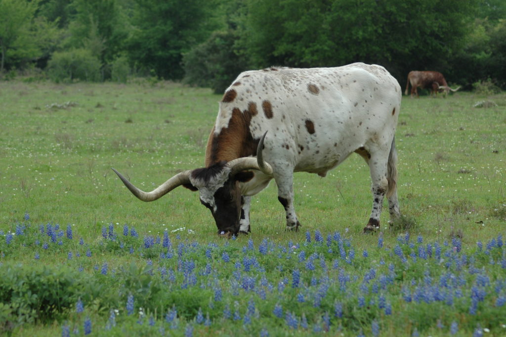 Cow in a field of bluebonnets