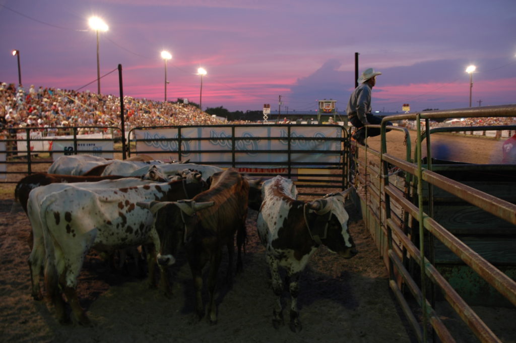 Herd of Cows