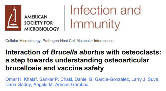 Interaction of Brucella abortus with osteoclasts