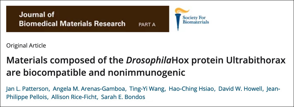 Materials composed of the Drosophila Hox protein