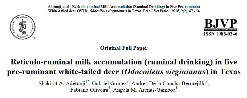 Reticulo-ruminal milk accumulation