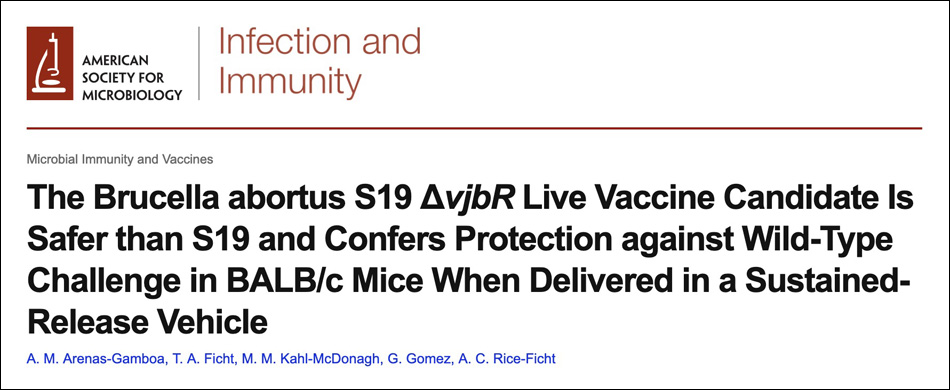 The Brucella abortus S19 DeltavjbR live vaccine candidate
