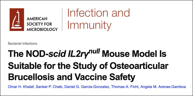 The NOD-scid IL2rγnull Mouse Model