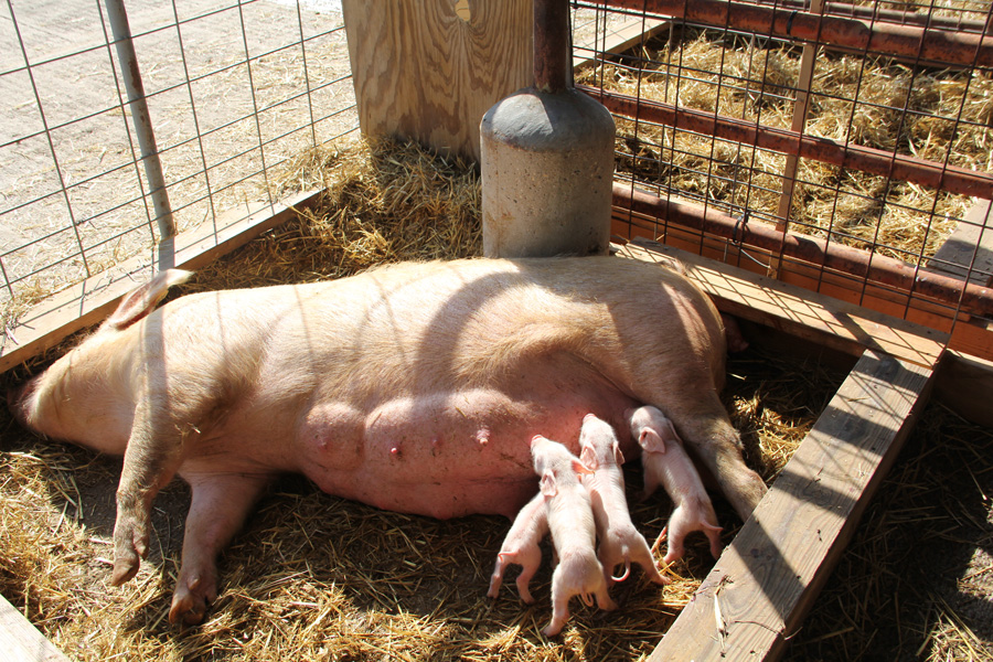 Efficacy Studies for Swine Brucellosis Vaccine