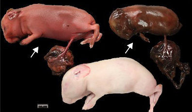 Aborted Guinea Pigs