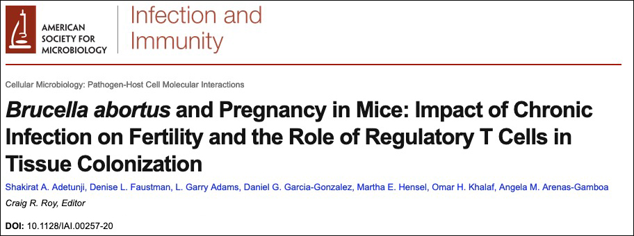 Brucella abortus and Pregnancy in Mice