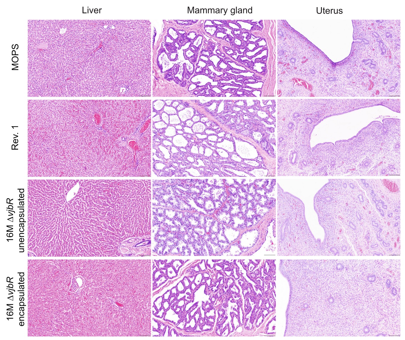 Histological analysis of post-mortem processed tissues
