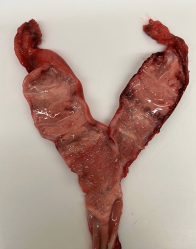 Infected dog uterus