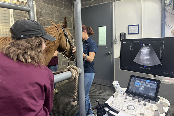 Merriam Hope (a veterinary student) performs a lung ultrasound on a horse
