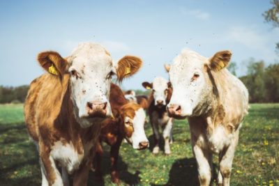 Cows at pasture posing for camera