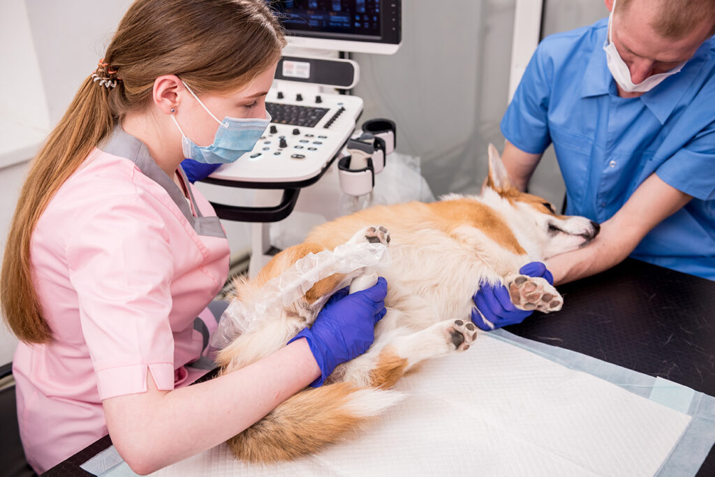 Dog on exam table with female ultrasound tech and male animal handler