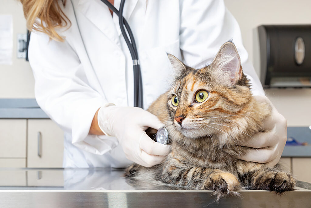 a female veterinarian examines a feline patient on a steel exam table