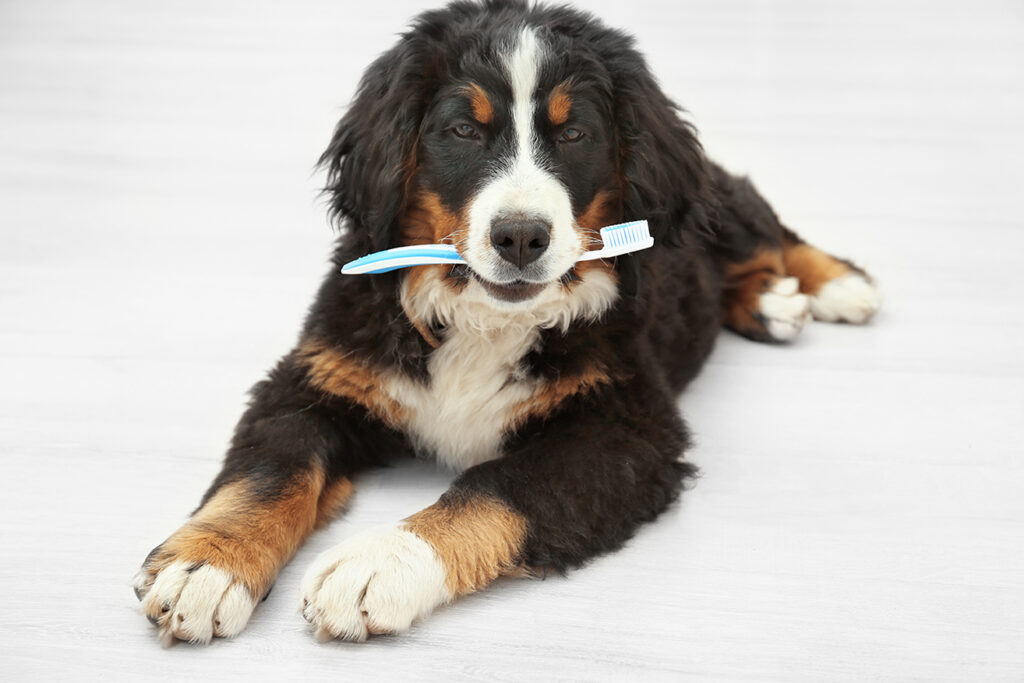 a medium size dog lays on the floor with a toothbrush in his mouth looking at the camera