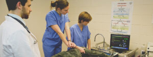 Students practicing Veterinary CPR on a canine medical model.