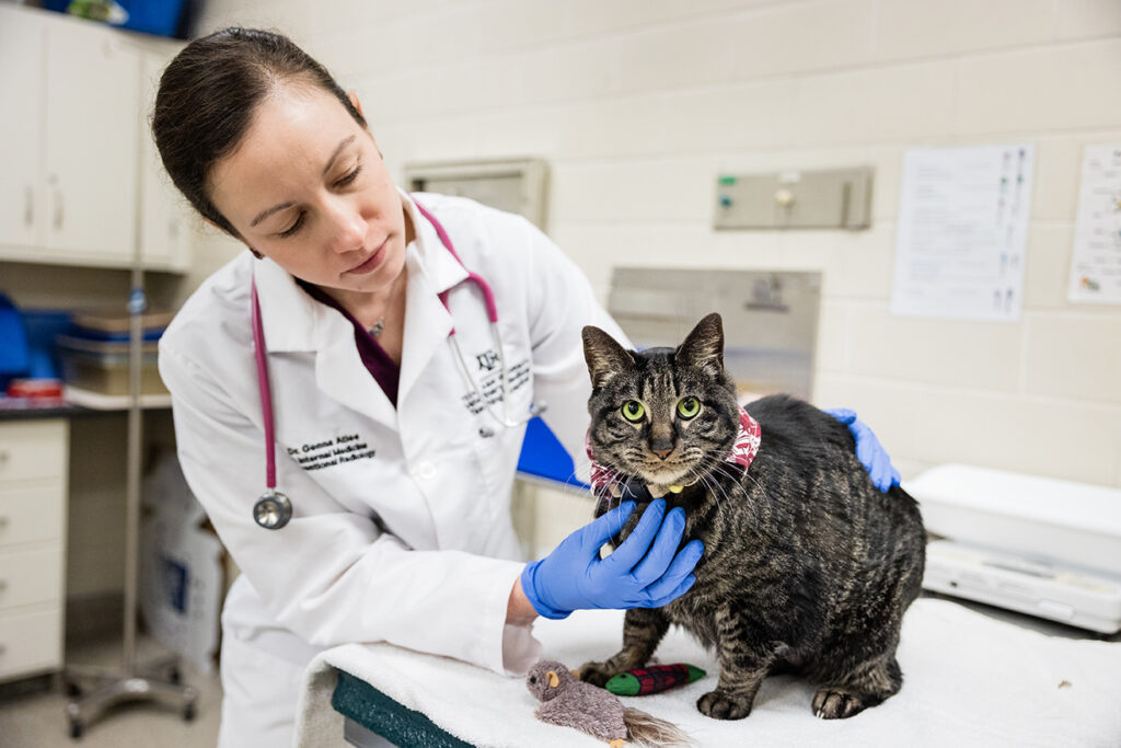 a veterinarian examines a feline patient