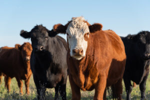 Group of young black and brown steers in the meadow