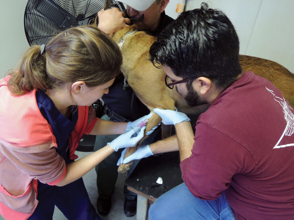 Three people provide veterinary care to a working dog near the US-Mexico border