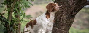 close up portrait of a brittany spaniel dog near a tree in a field