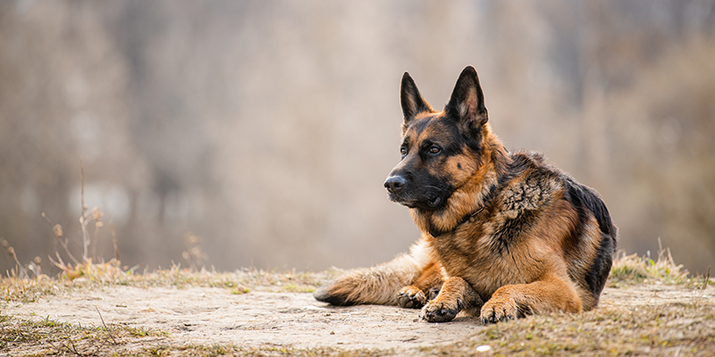 adult german shepherd dog lying on dry grass