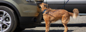 Side view of medium sized mix-breed dog on leash, sniffing a car, during a vehicle search