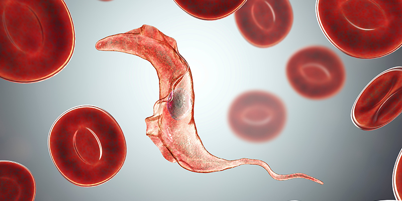 Trypanosoma cruzi parasite, 3D, AI illustration