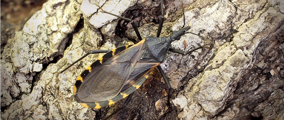 close up of a kissing bug in nature
