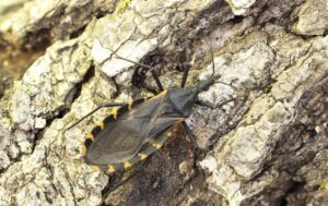 kissing bug on bark