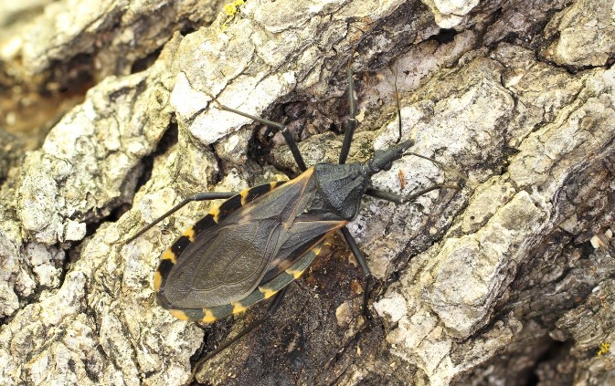 kissing bug on bark
