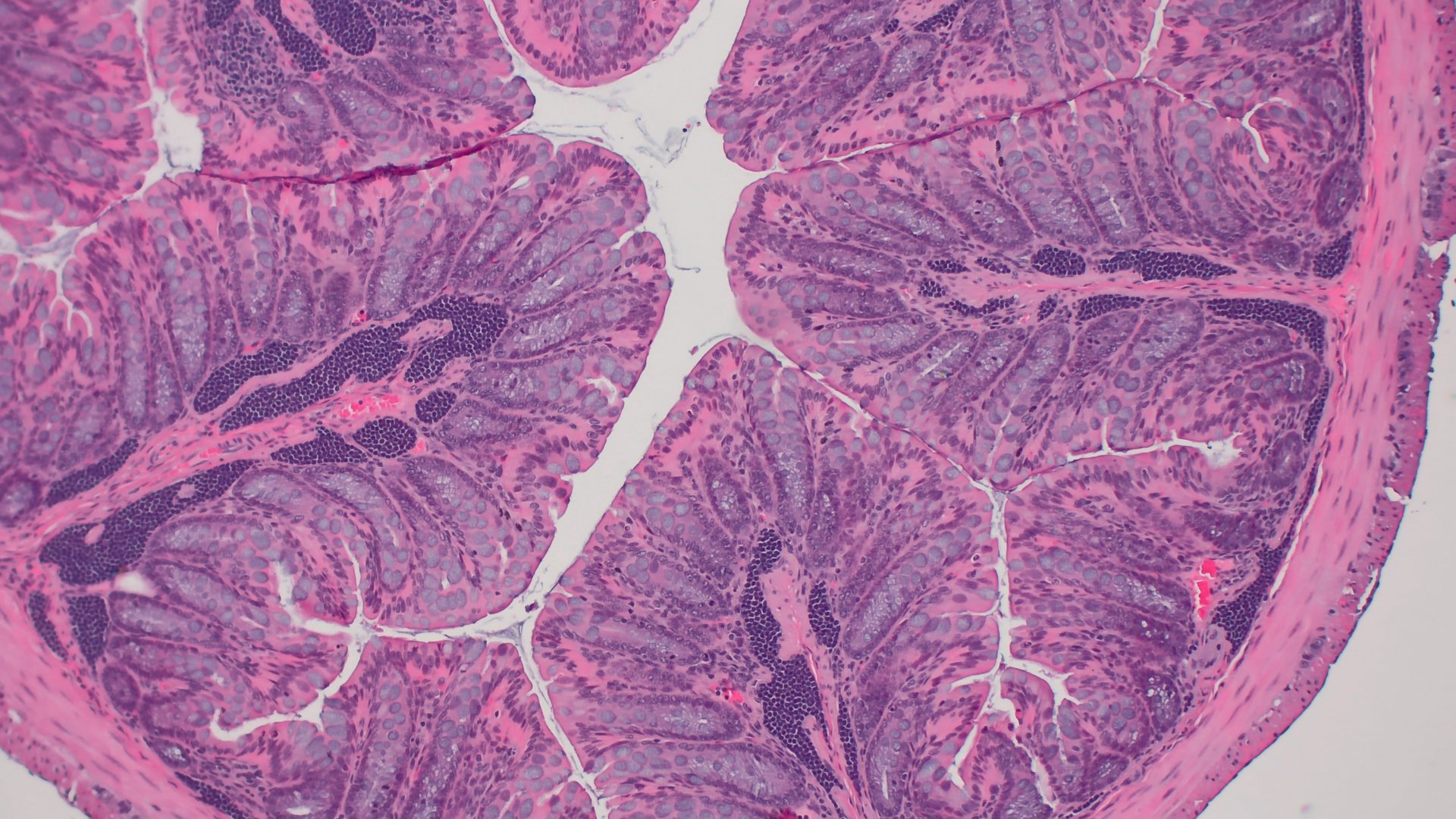 research articles about histology