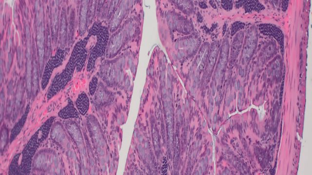 research articles about histology