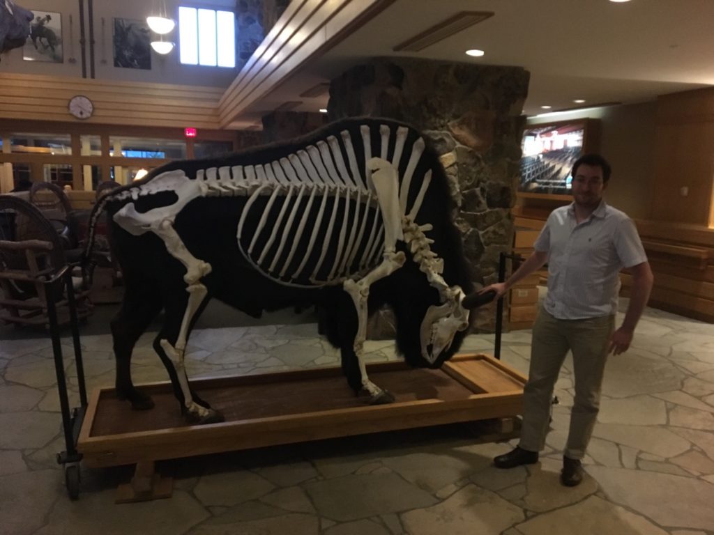 David Forgacs with a skeleton model of a bison