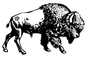 Drawing of a Bison 