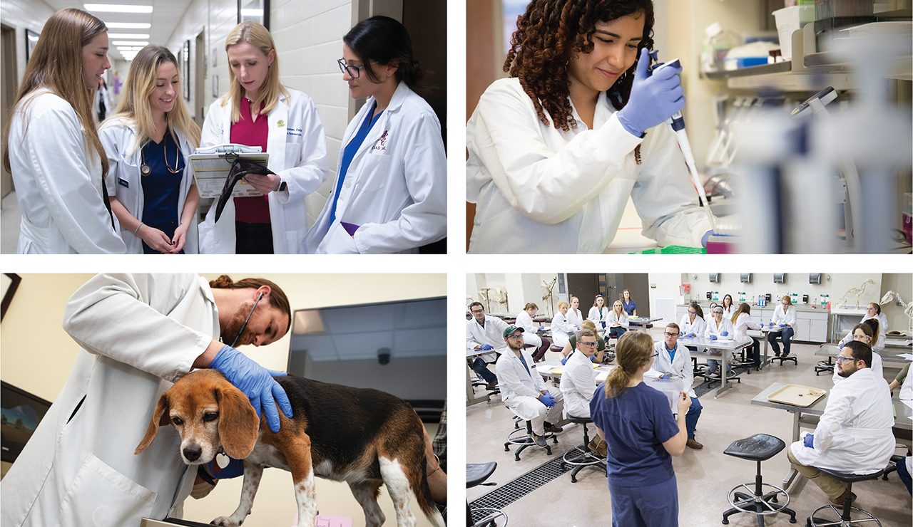 three female dvm students with a female clinician in the hospital, a female researcher, a male researcher with a beagle dog, and students receiving instruction in the lab