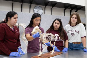 four female students work with a skeletal model of a dog in the lab