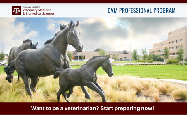 DVM Professional Program