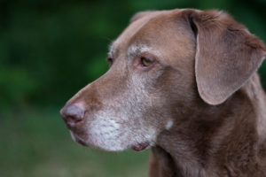 A brown older dog with gray hair on face