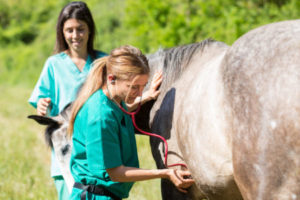 a equine veterinarian with a tech examining a spotted mare