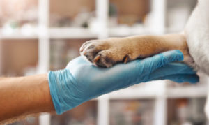 A human hand with a latex glove balancing a dog's paw