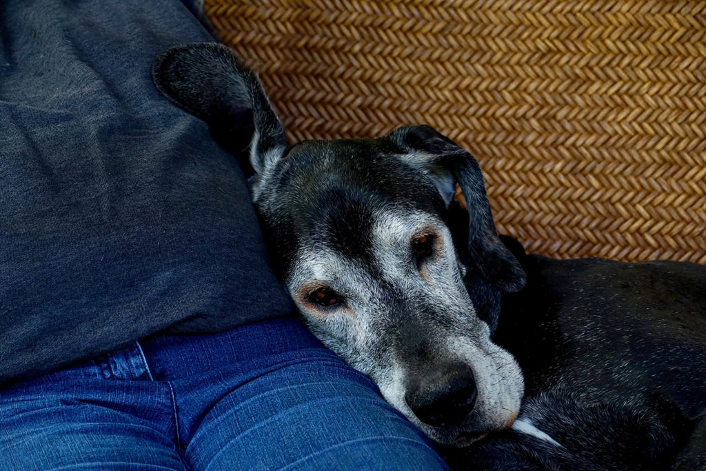 An older black dog with gray fur on his face leaning against a human's side on a couch