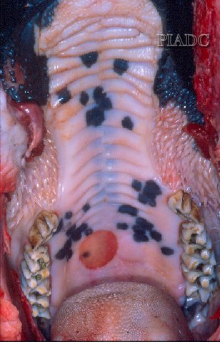 Foot-and-Mouth Disease Muzzle and Oral blisters