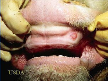 Foot-and-Mouth Disease Muzzle and Oral blisters