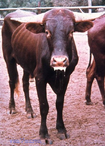 Foot-and-Mouth Disease Cattle Salivation