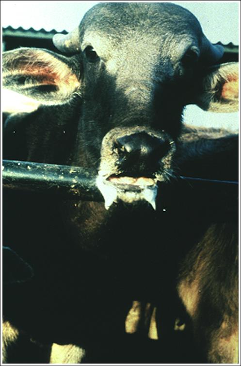 Foot-and-Mouth Disease Cattle Salivation
