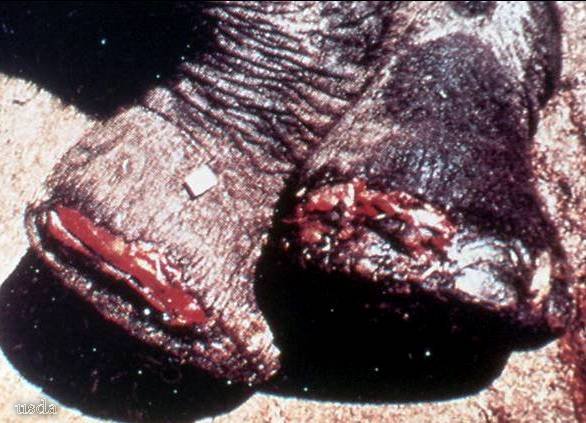 Foot-and-Mouth Disease Elephant