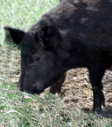 Foot-and-Mouth Disease Feral Pig