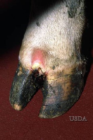Foot-and-Mouth Disease - Foreign Animal Disease Recognition