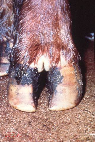 Foot-and-Mouth Disease Foot Lesions