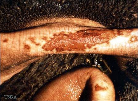 Foot-and-Mouth Disease Cattle Post Mortem Lesions