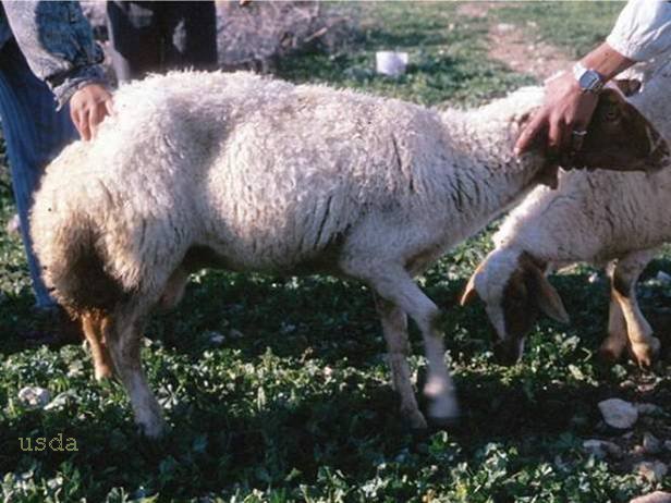 Foot-and-Mouth Disease Sheep and Goats